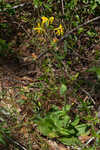 Common Leopardbane